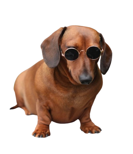 Statement Sunglasses (Novelty)