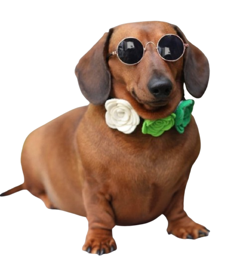 Statement Sunglasses (Novelty)