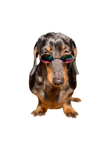 Statement Sunglasses (Novelty)