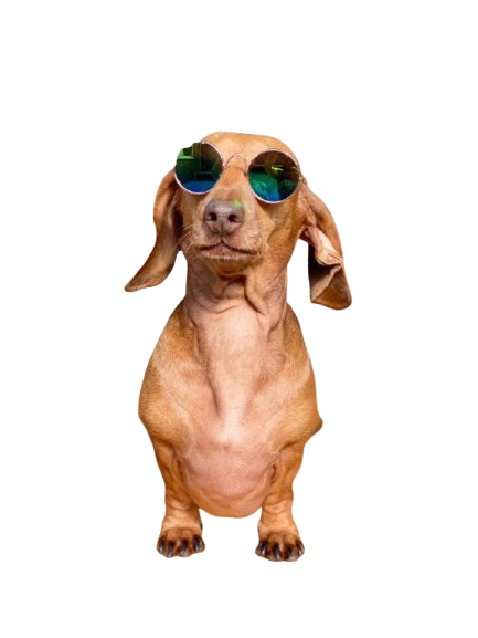 Statement Sunglasses (Novelty)