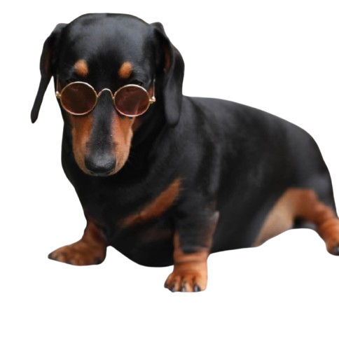 Statement Sunglasses (Novelty)